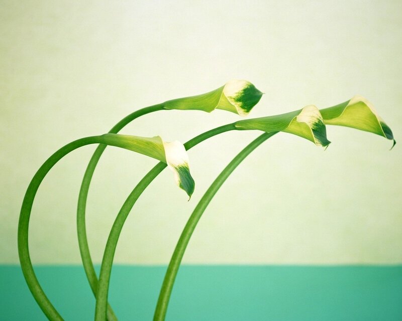 Green calla lilies in a vase