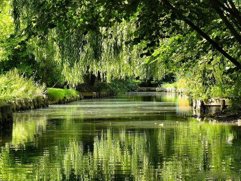 Green canal under leafy trees