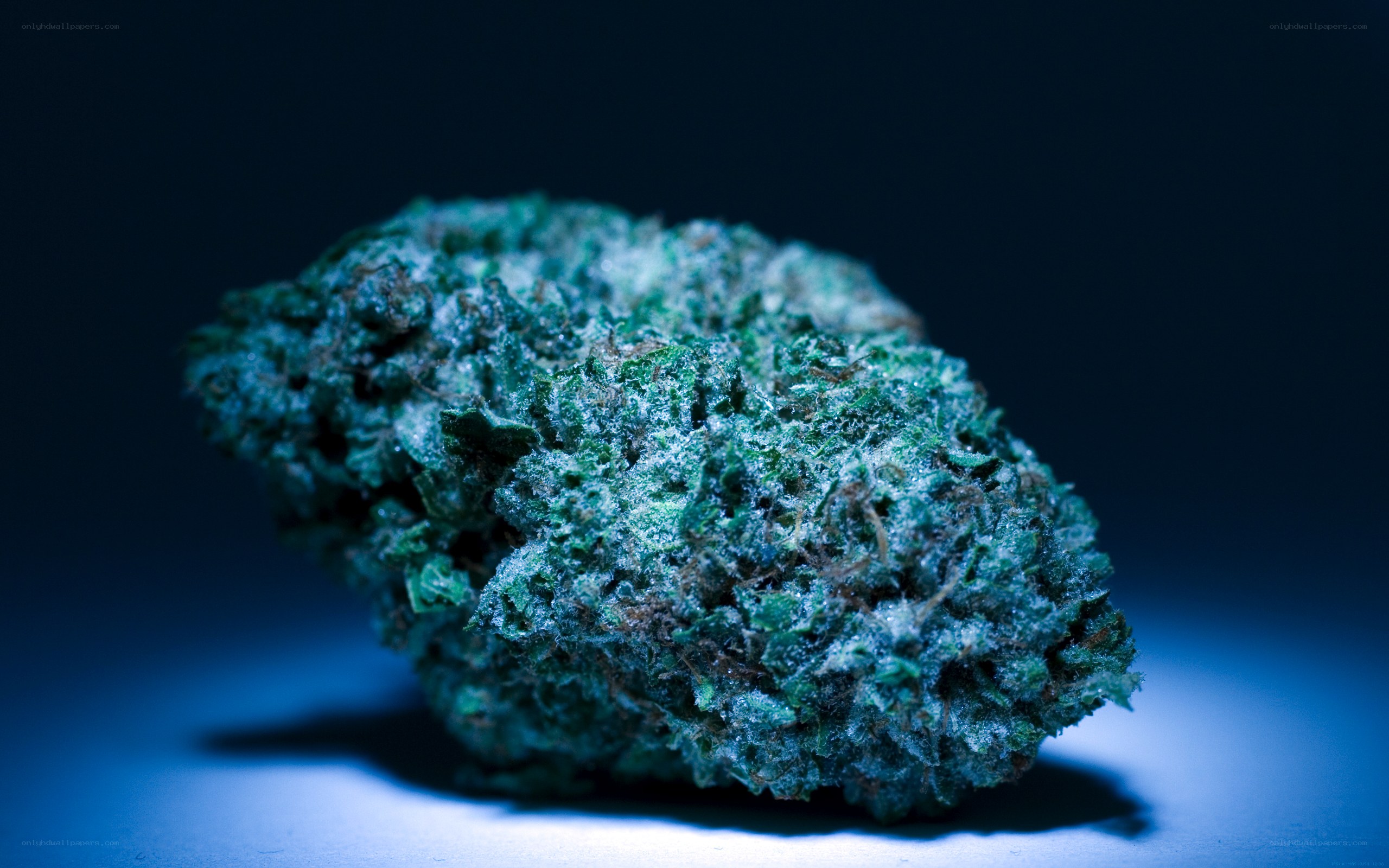 green cannabis bud