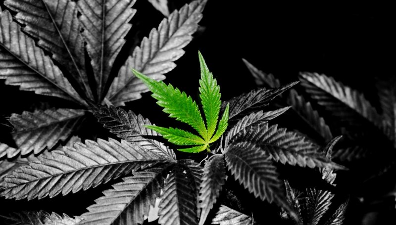 green cannabis leaf in black and white
