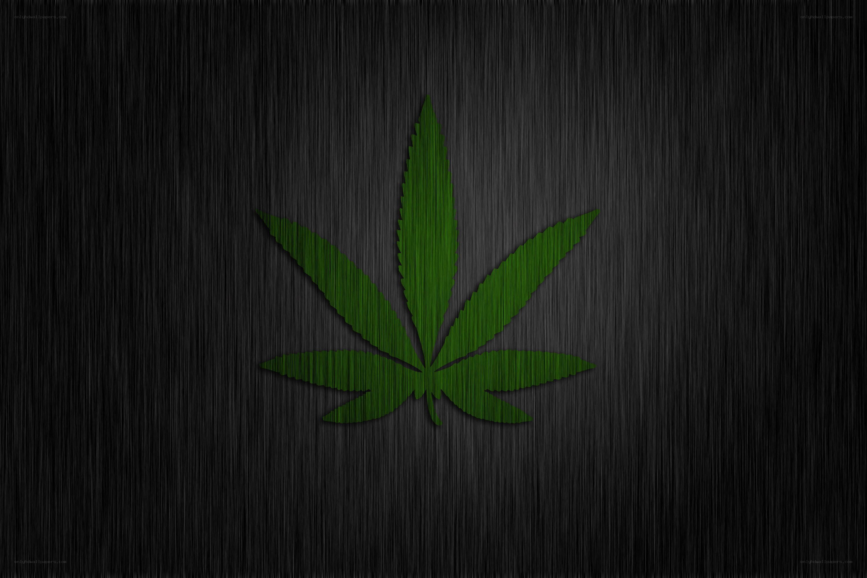 green cannabis leaf on dark background