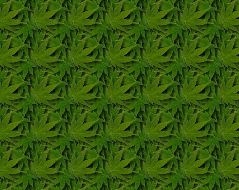 Green Cannabis Leaves