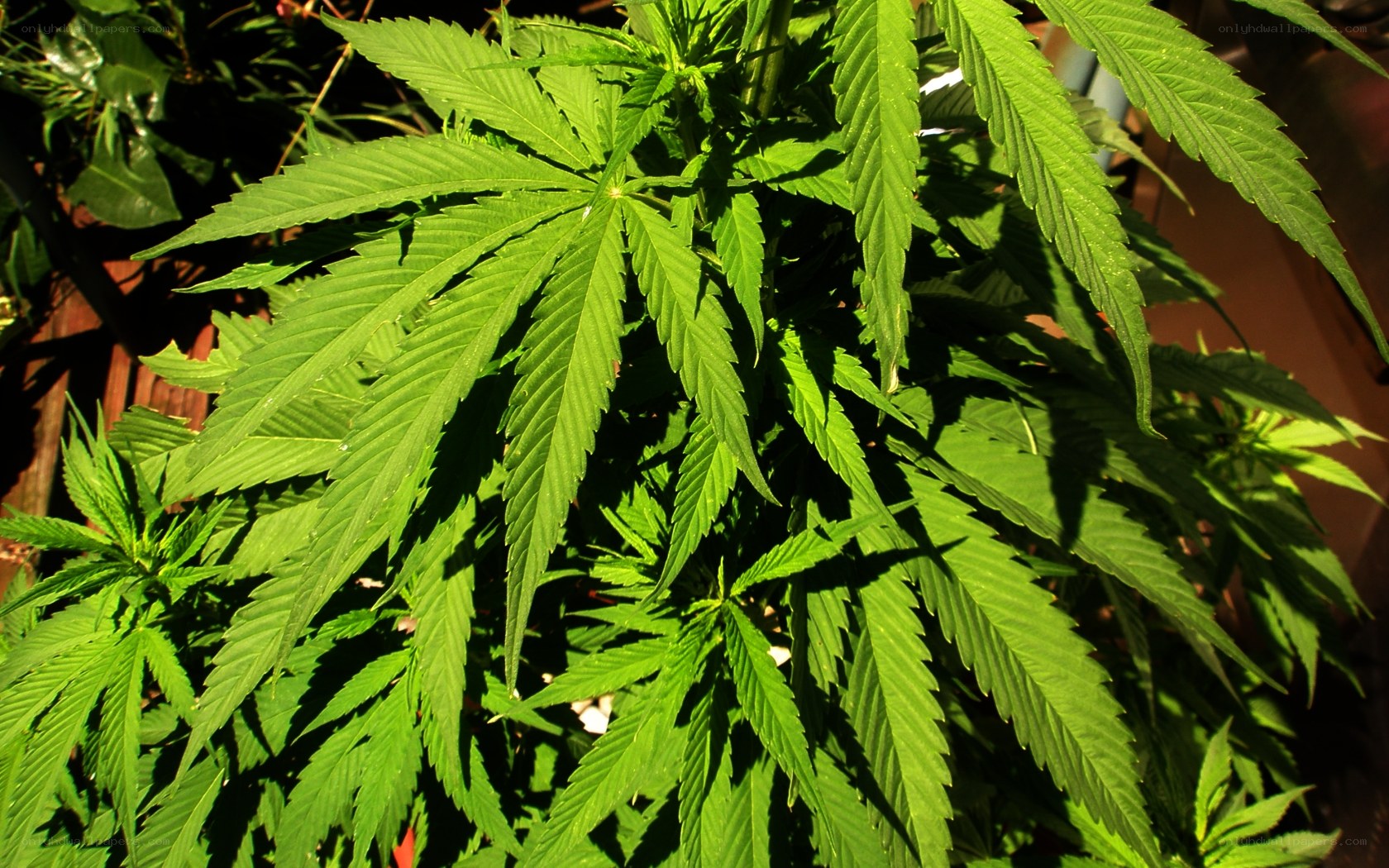 green cannabis plant leaves