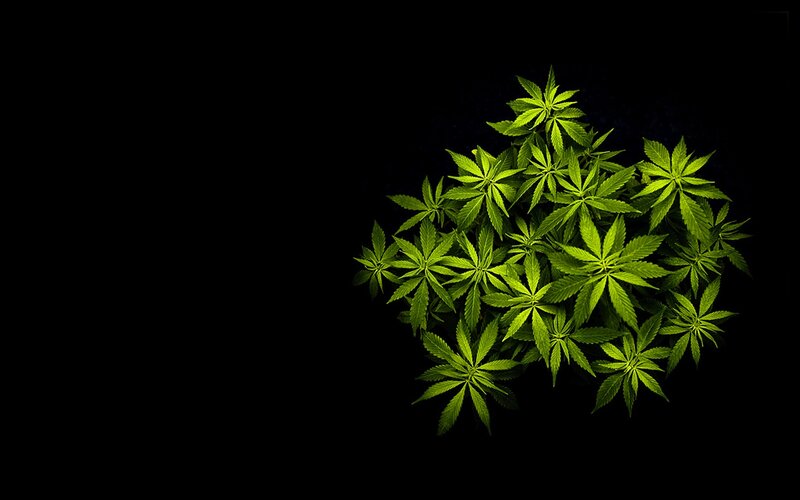 green cannabis plant
