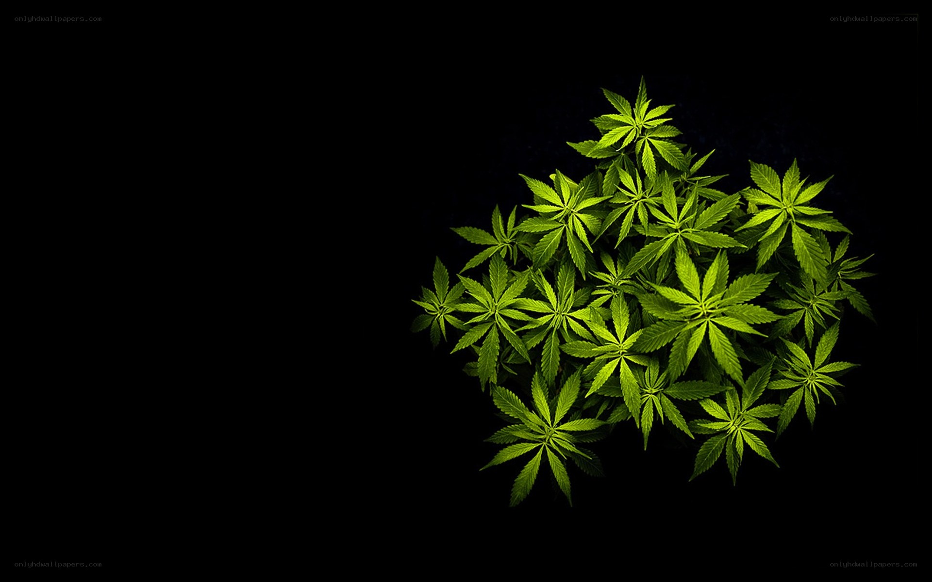 green cannabis plant