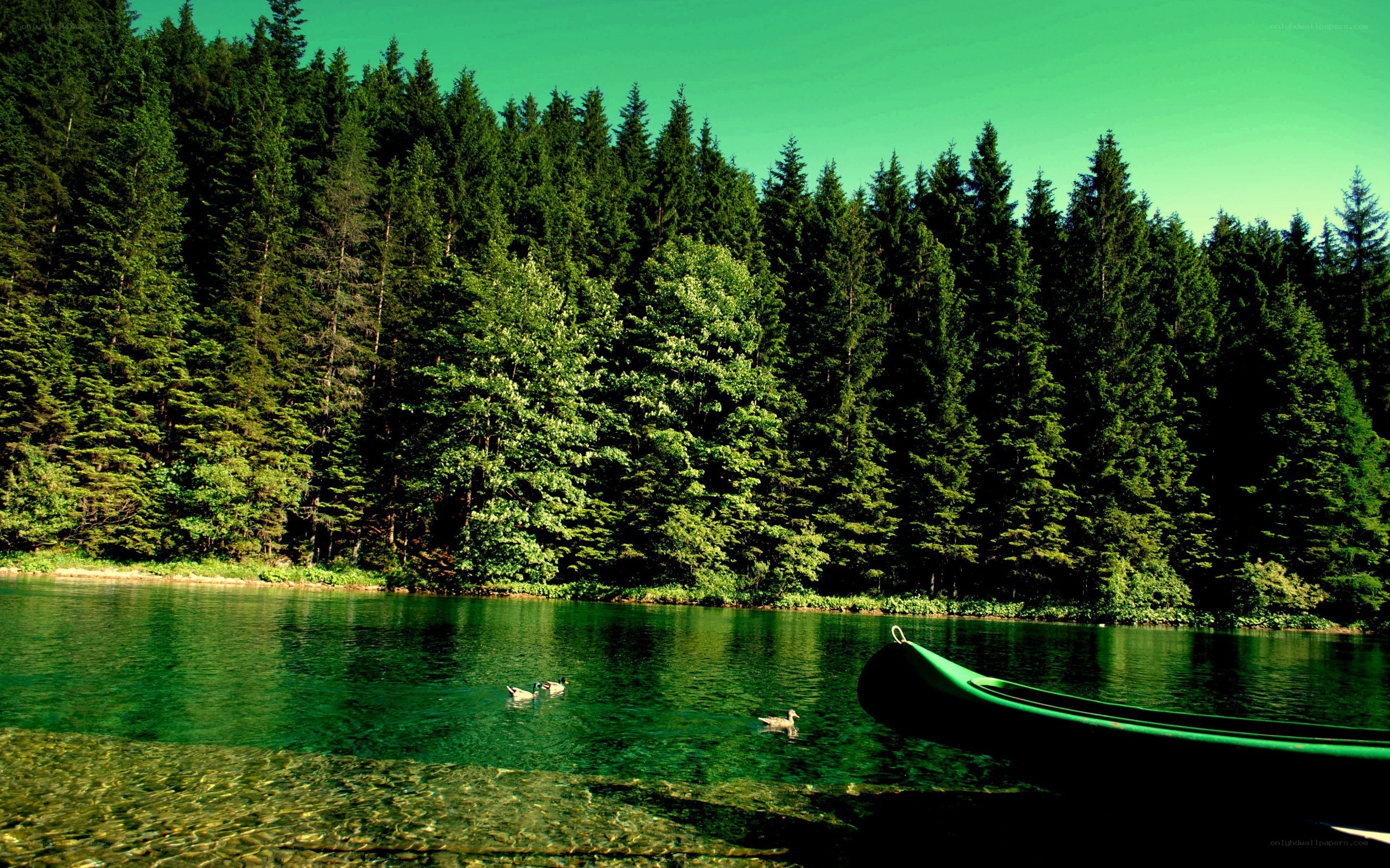 Green canoe on a forest lake