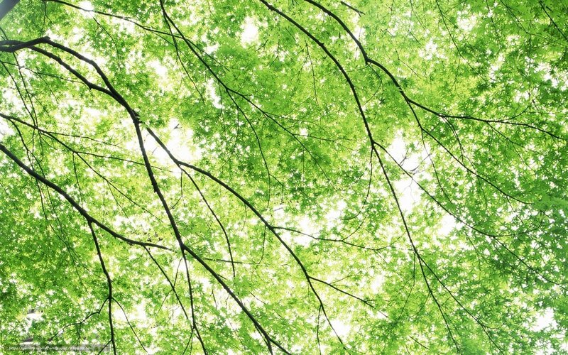 Green canopy from below