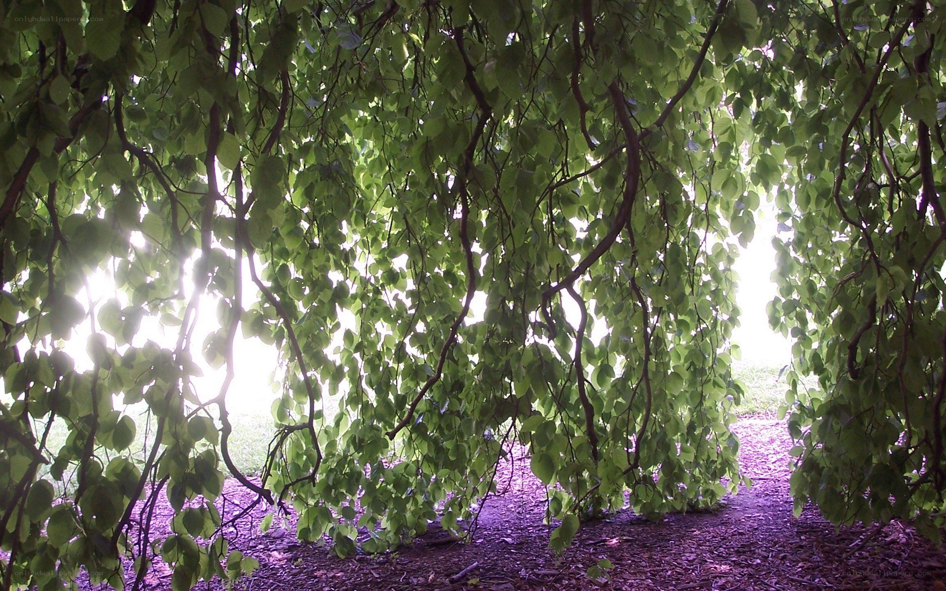 green canopy of leaves