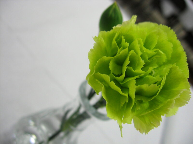 Green Carnation Flower