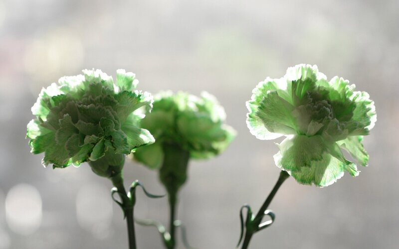 Green Carnation Flowers
