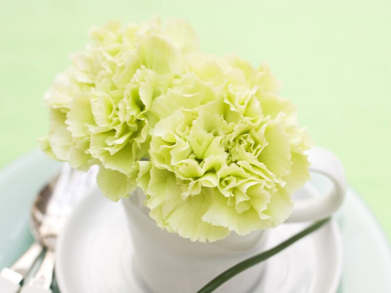 Green carnations in a cup