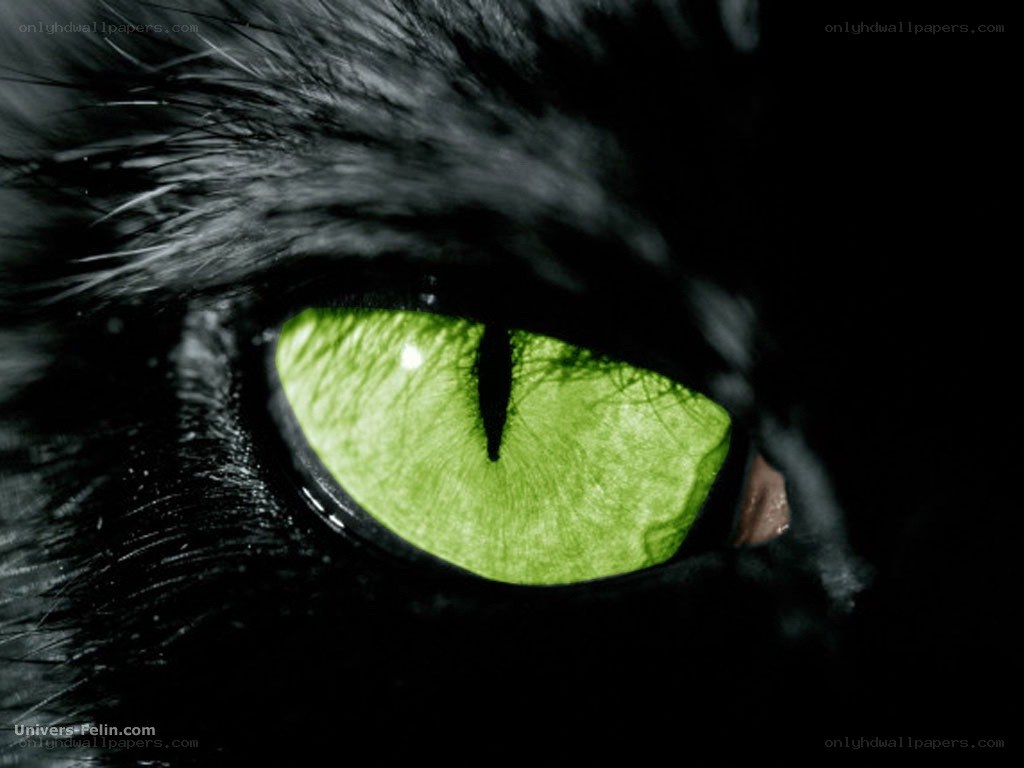 green cat eye close-up