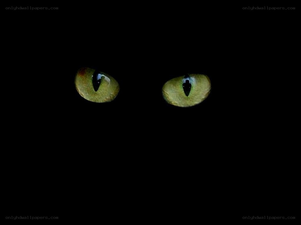 green cat eyes in darkness