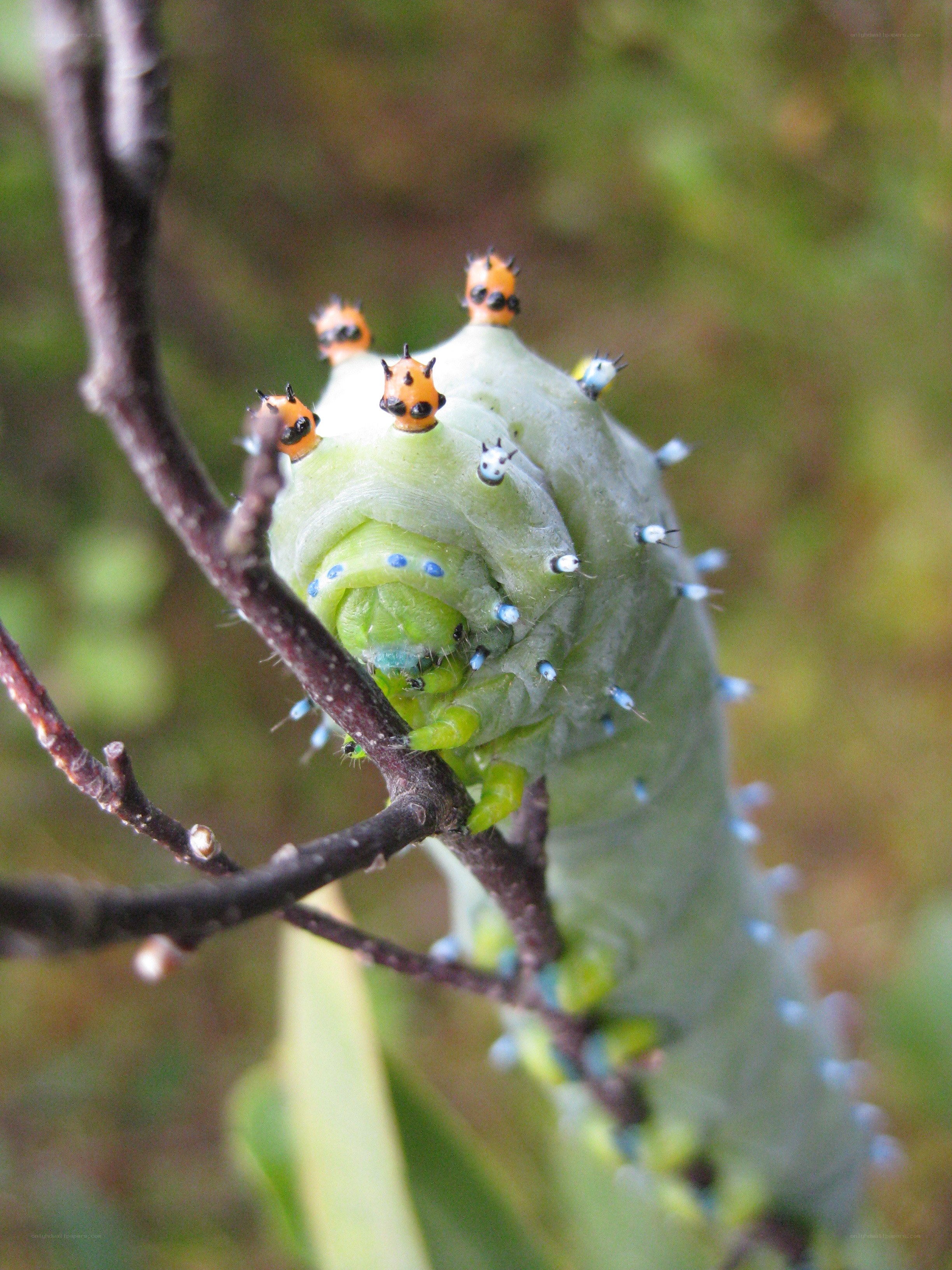 green caterpillar on branch