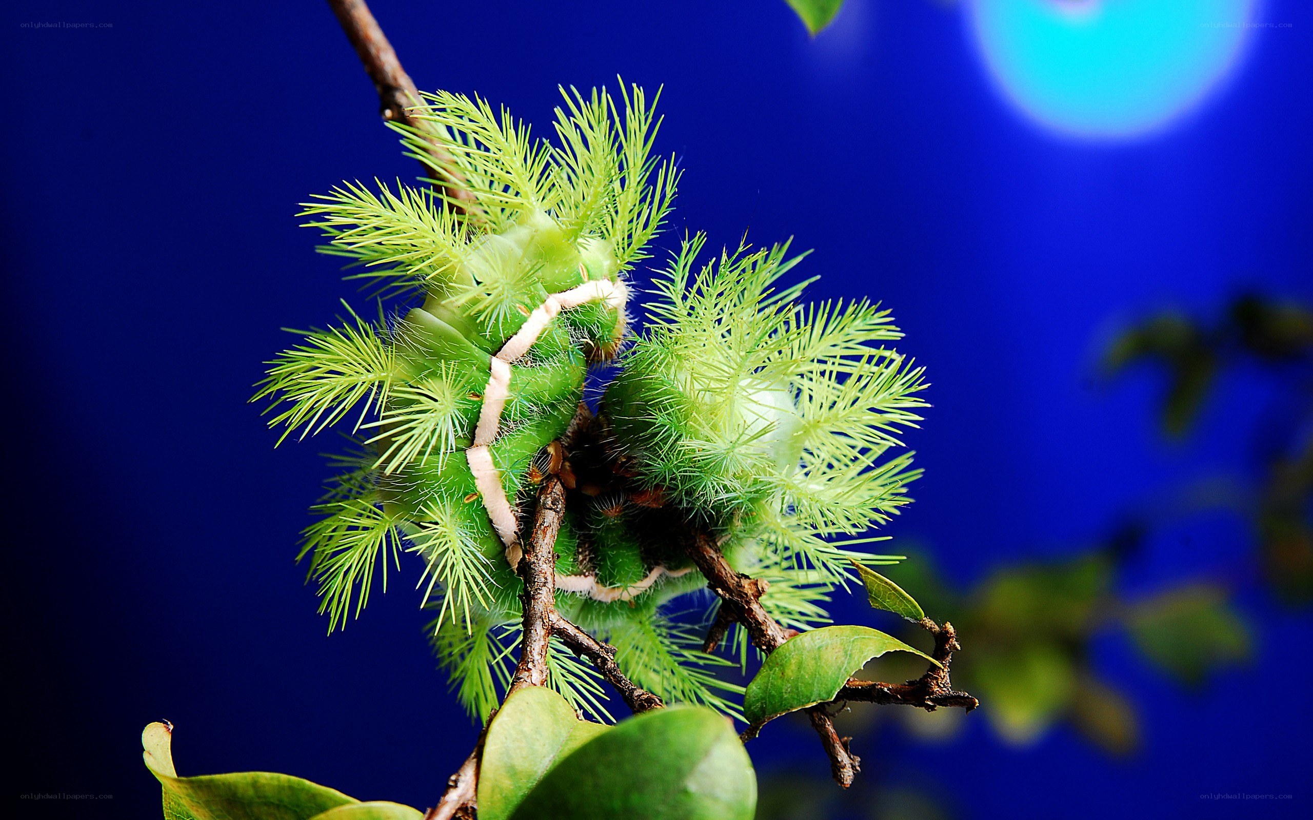 green caterpillar on branch