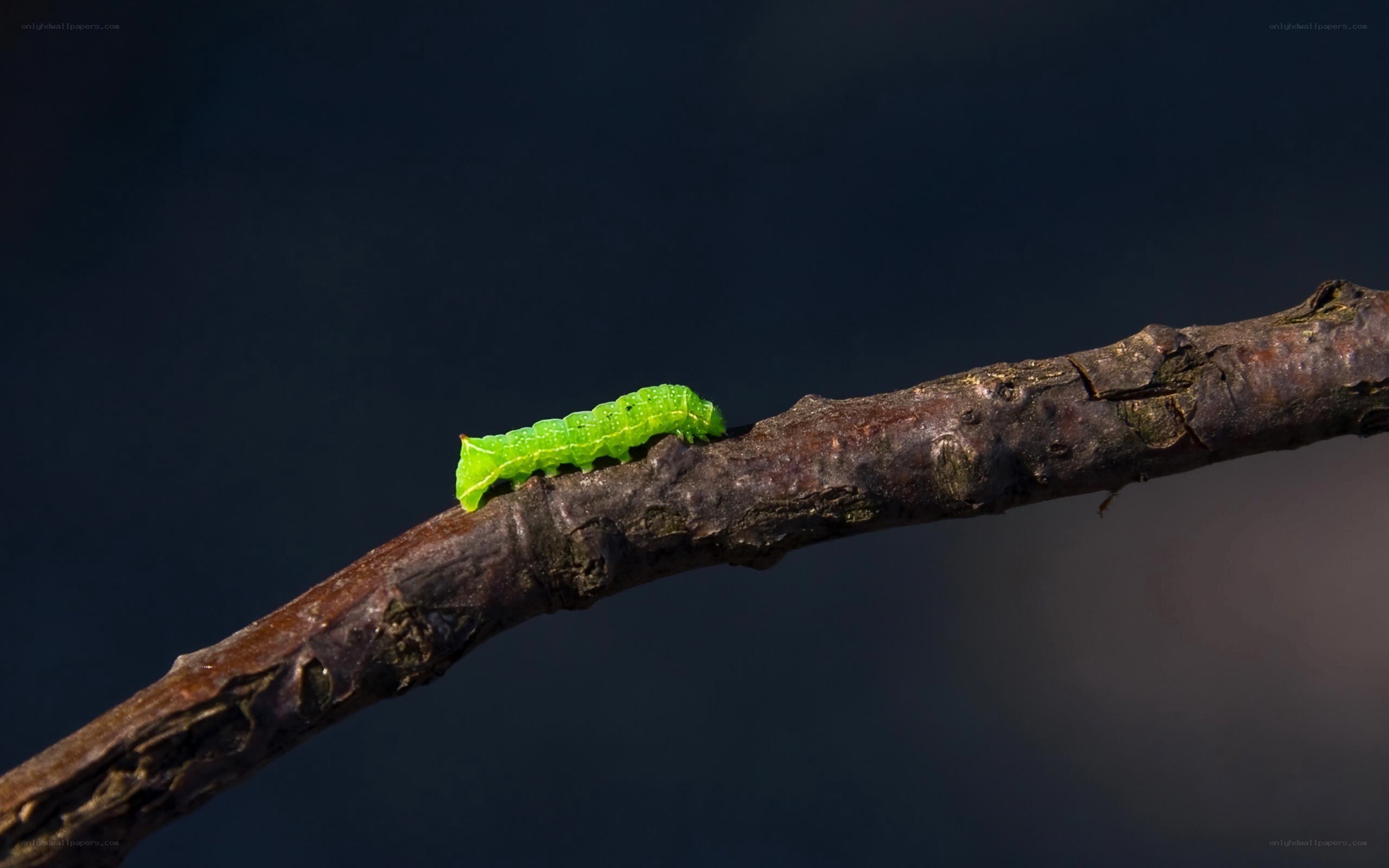 green caterpillar on branch
