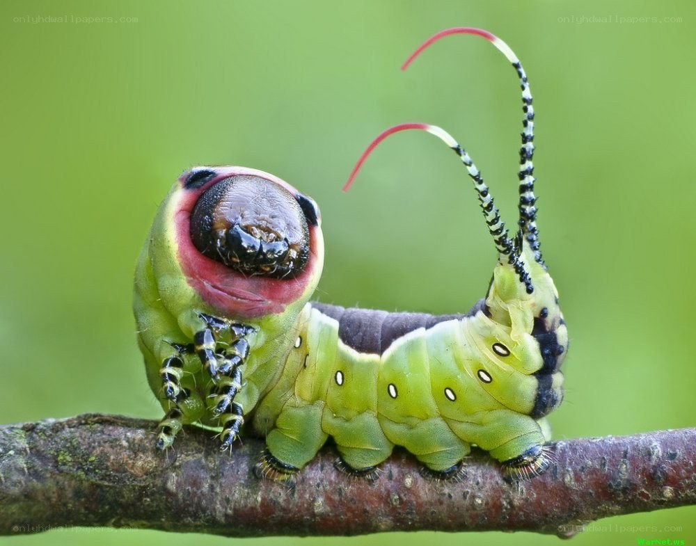 green caterpillar on branch