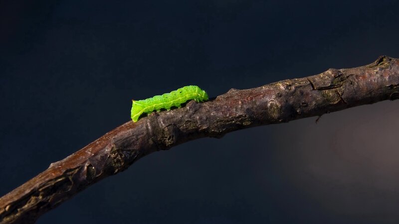 green caterpillar on branch