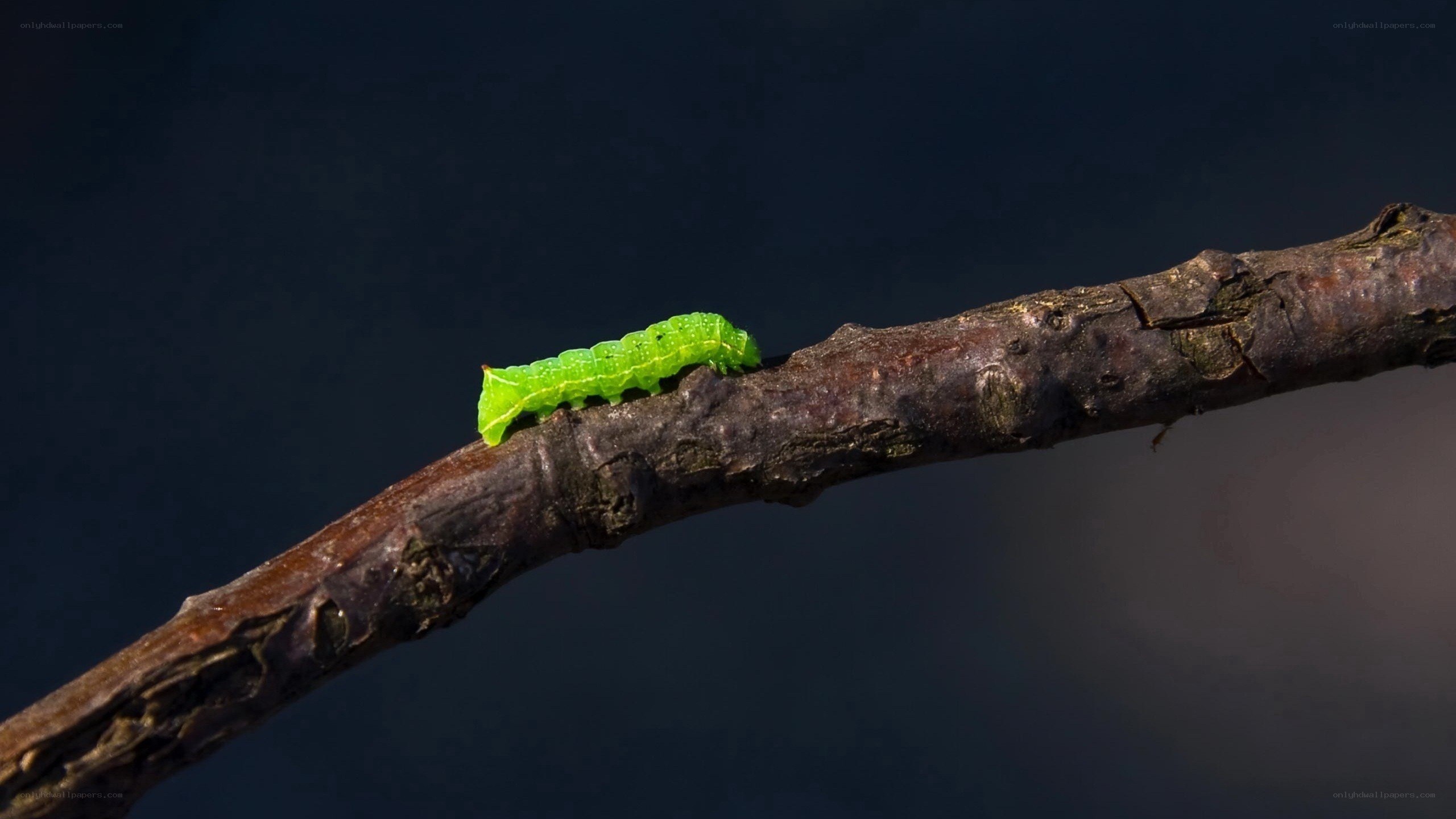 green caterpillar on branch