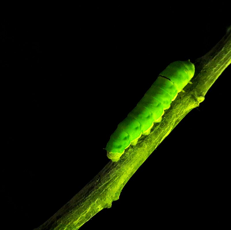 Green Caterpillar on Branch — Dramatic, Night