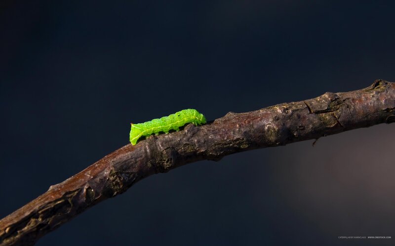 Green Caterpillar on Branch — Dramatic, Photograph