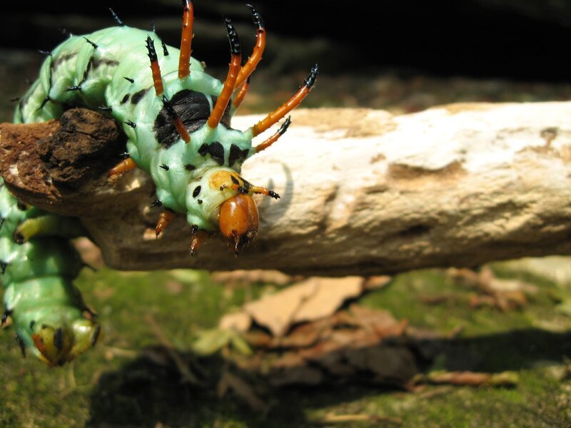 Green Caterpillar on Branch — Natural, Afternoon, Photograph, Moss