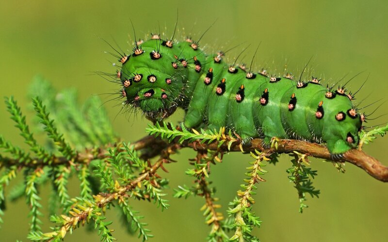 Green Caterpillar on Branch — Natural, Afternoon, Photograph