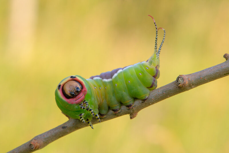 Green Caterpillar on Branch — Natural, Afternoon