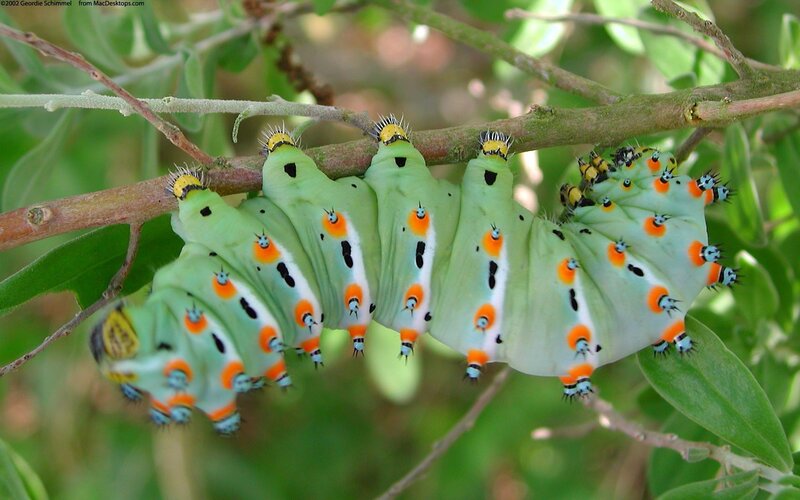 Green Caterpillar on Branch — Natural, Photograph