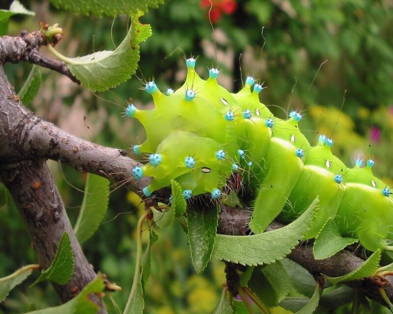 Green Caterpillar on Branch — Natural, Summer
