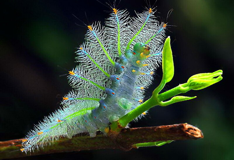 Green Caterpillar on Branch — Natural