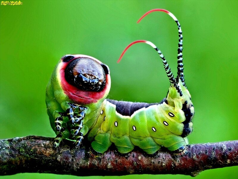 Green Caterpillar on Branch — Vibrant