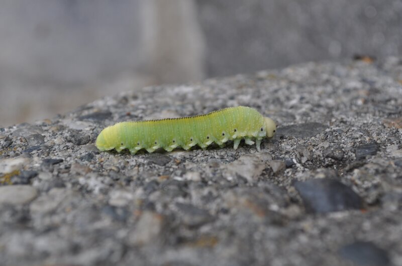 green caterpillar on concrete