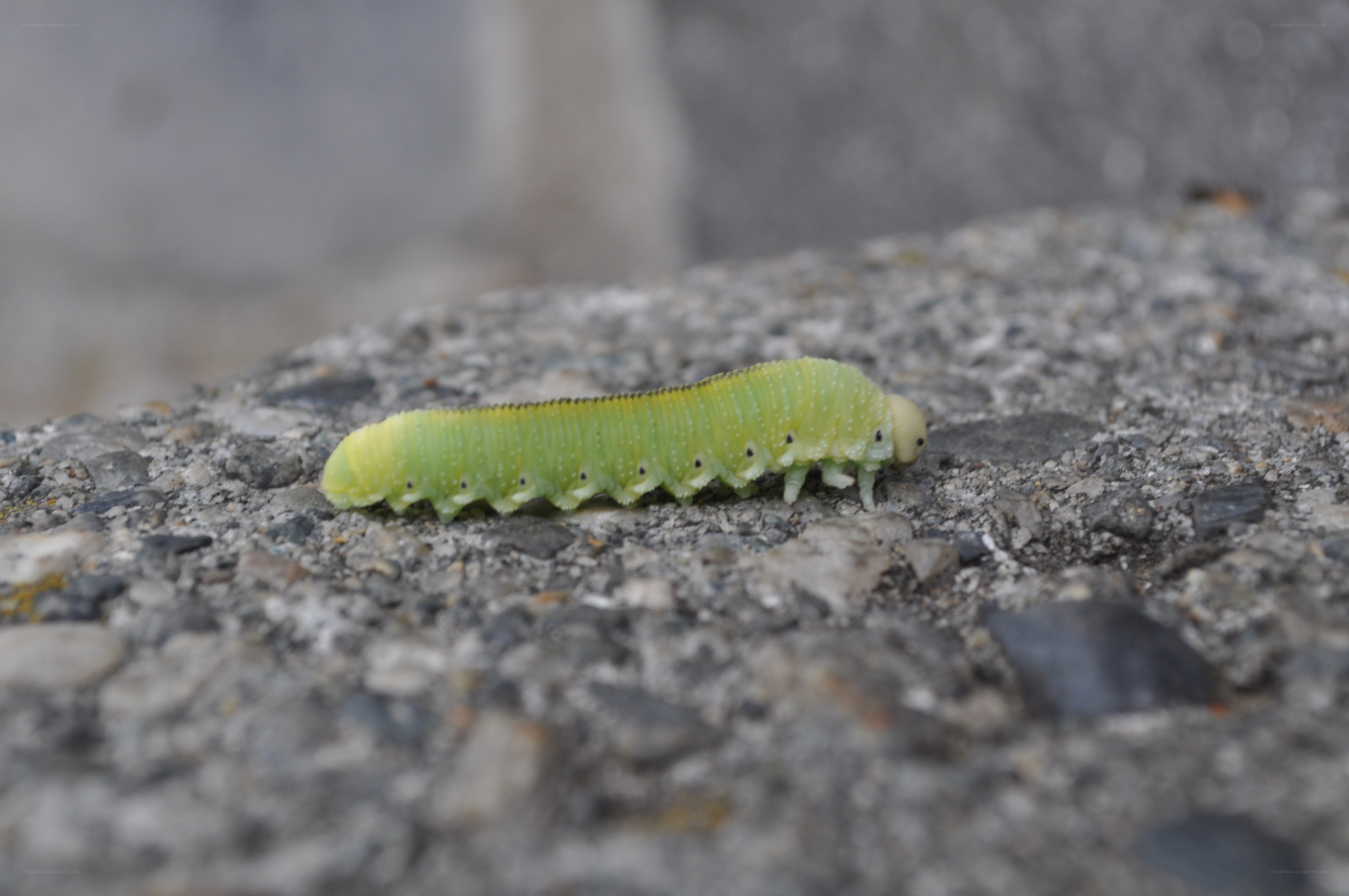 green caterpillar on concrete