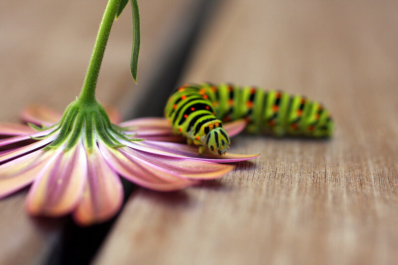 Green Caterpillar on Flower — Calm, Photograph