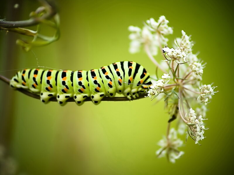 Green Caterpillar on Flower — Calm