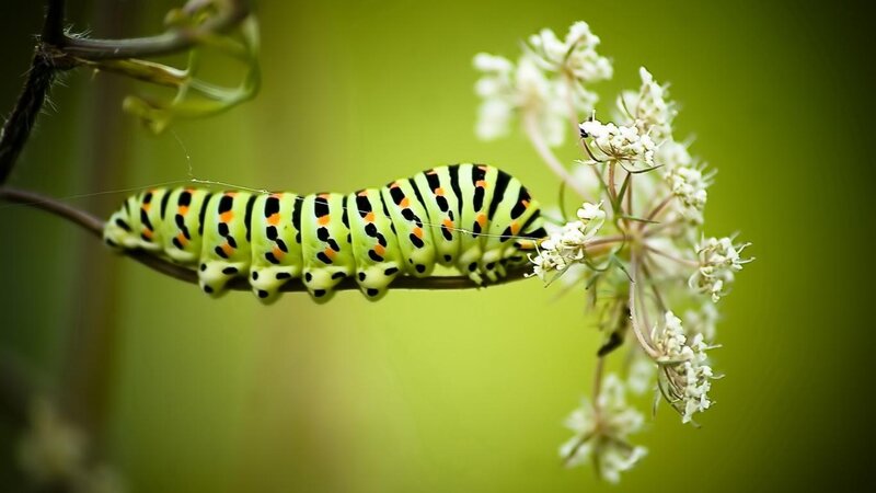 Green Caterpillar on Flower — Natural, Afternoon