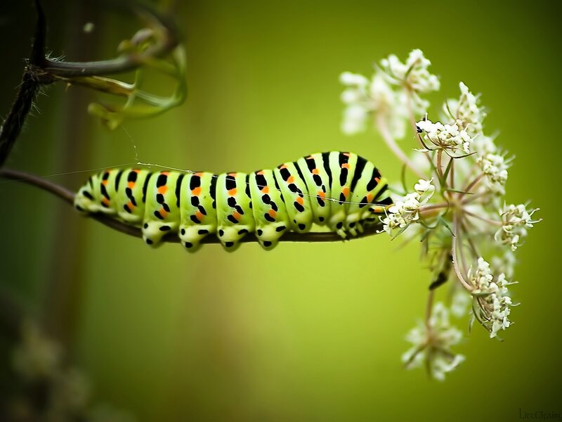 Green Caterpillar on Flower — Natural