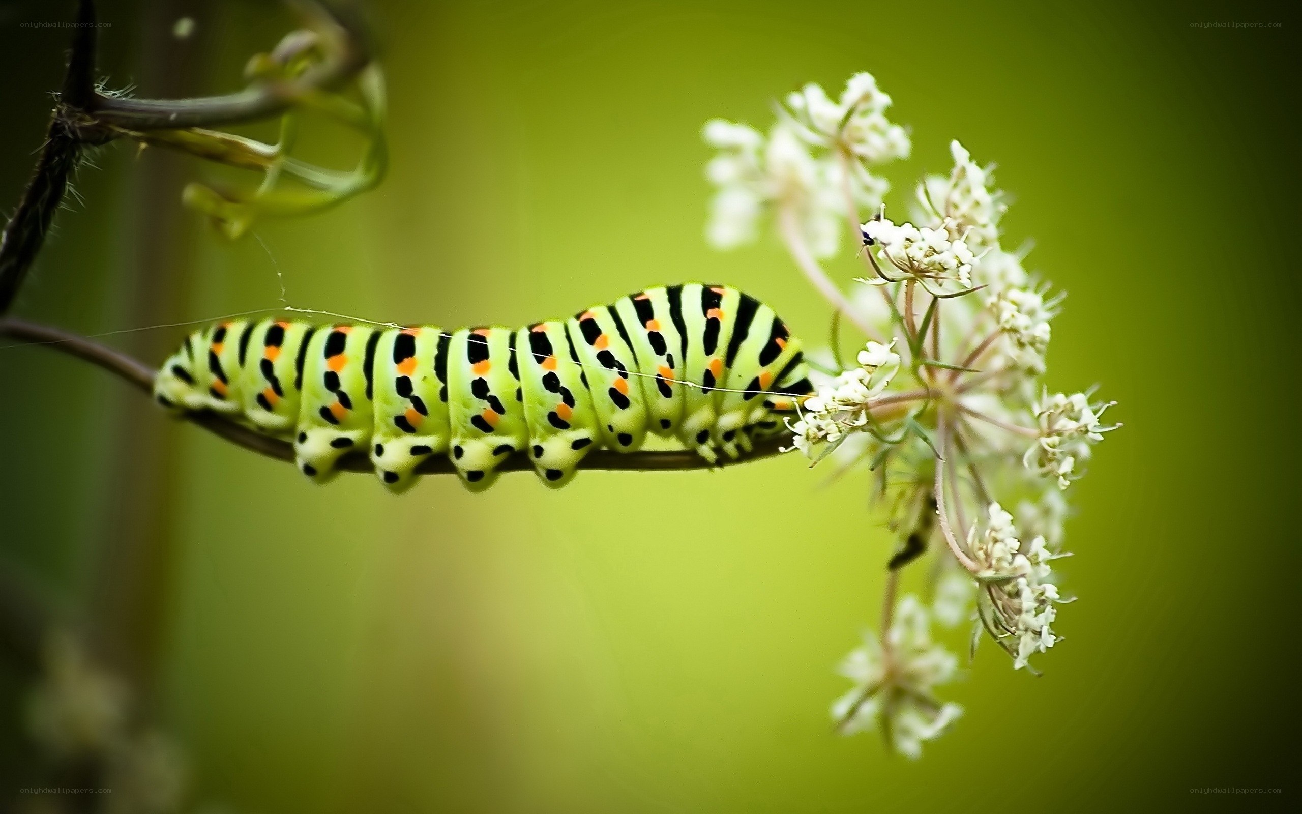 green caterpillar on flower
