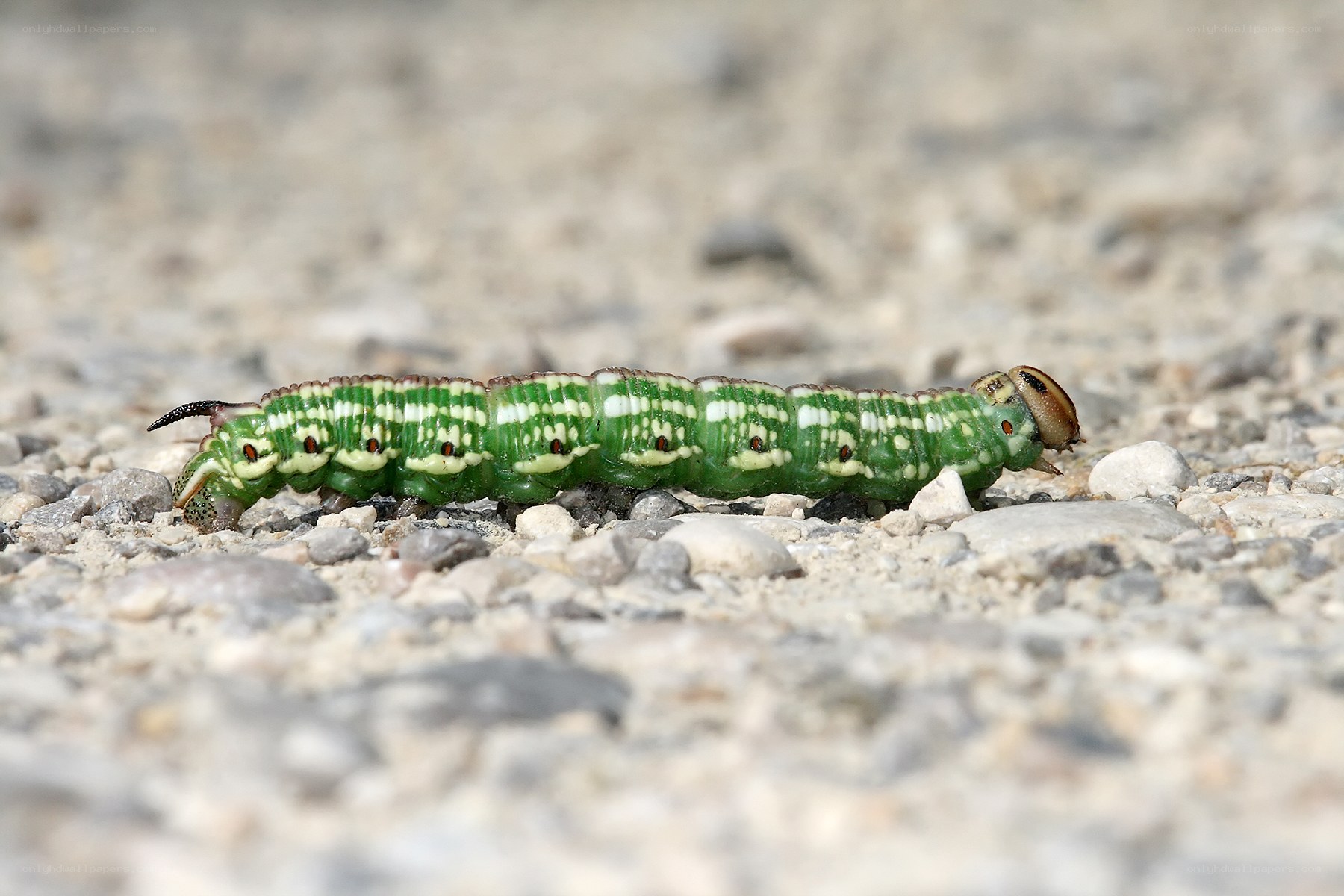 green caterpillar on gravel