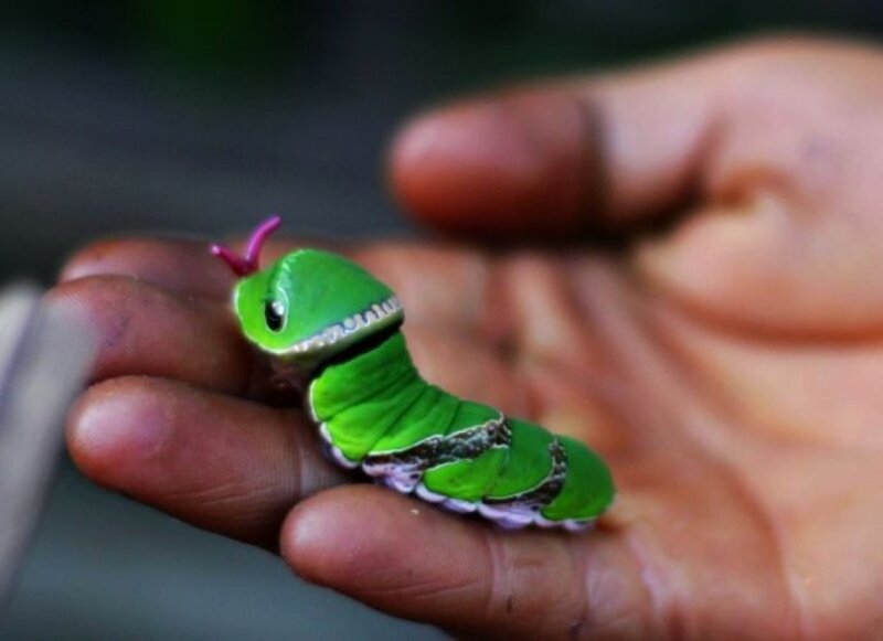 Green Caterpillar on Hand
