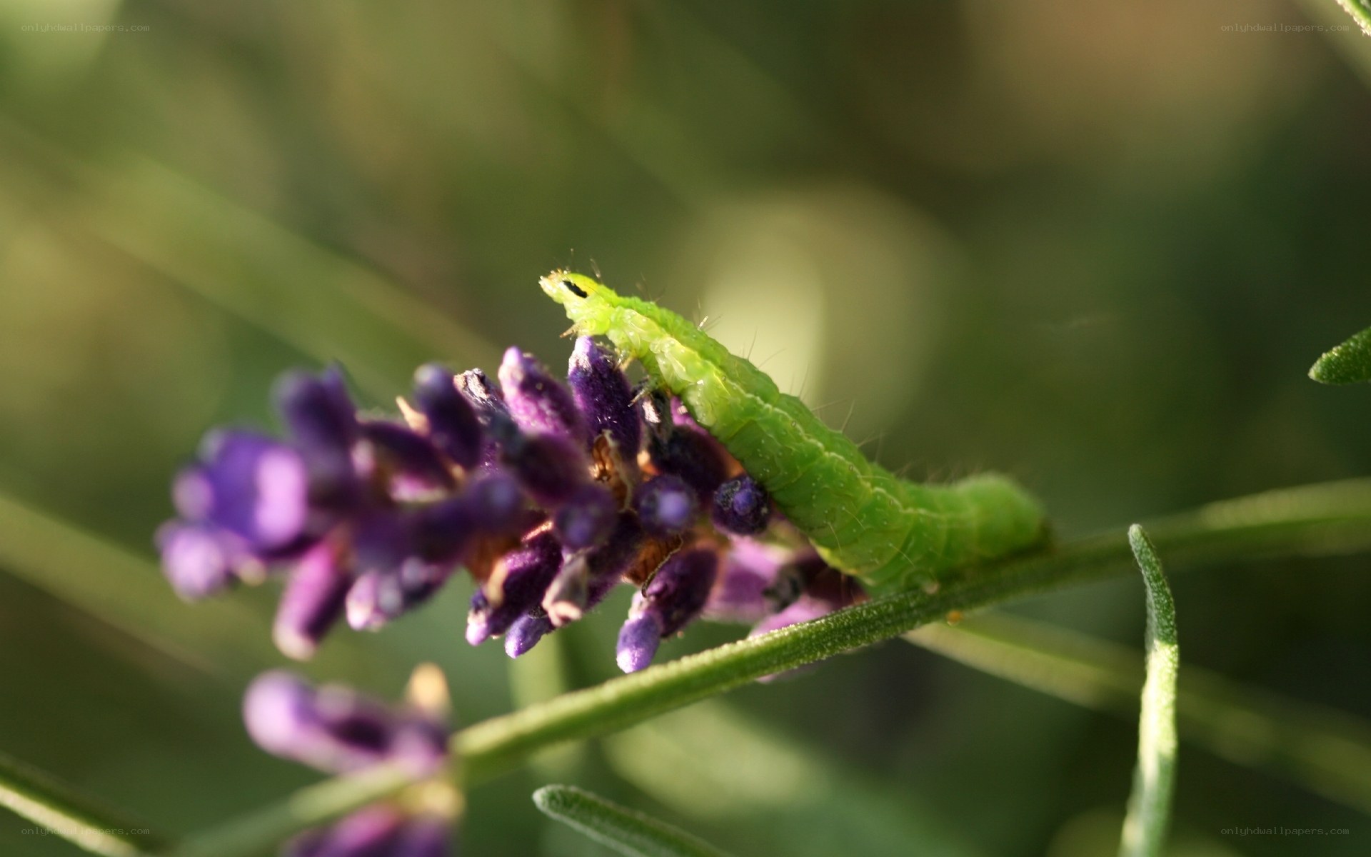 Green caterpillar on lavender flower