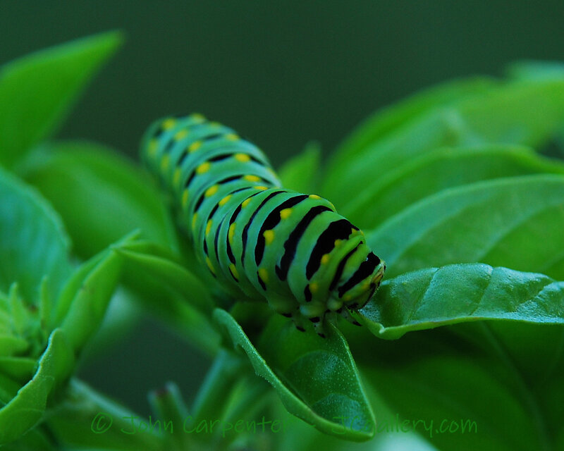 green caterpillar on leaf
