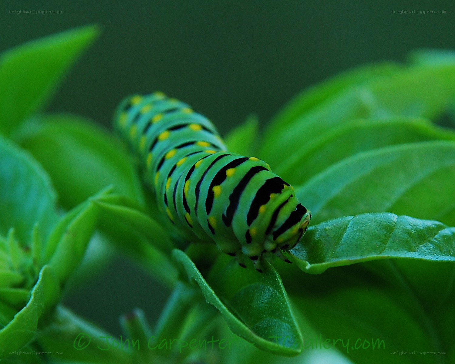 green caterpillar on leaf