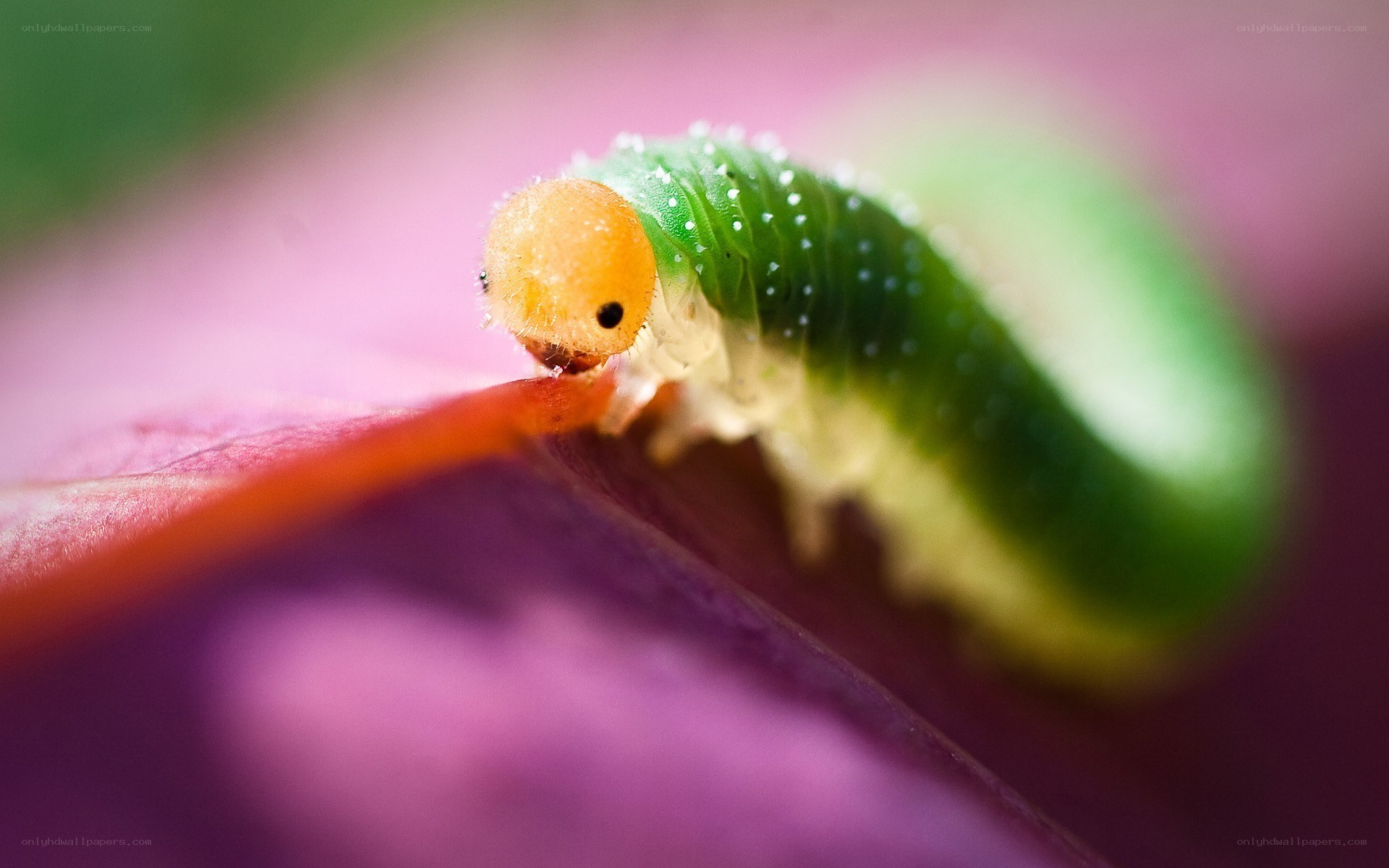 green caterpillar on leaf