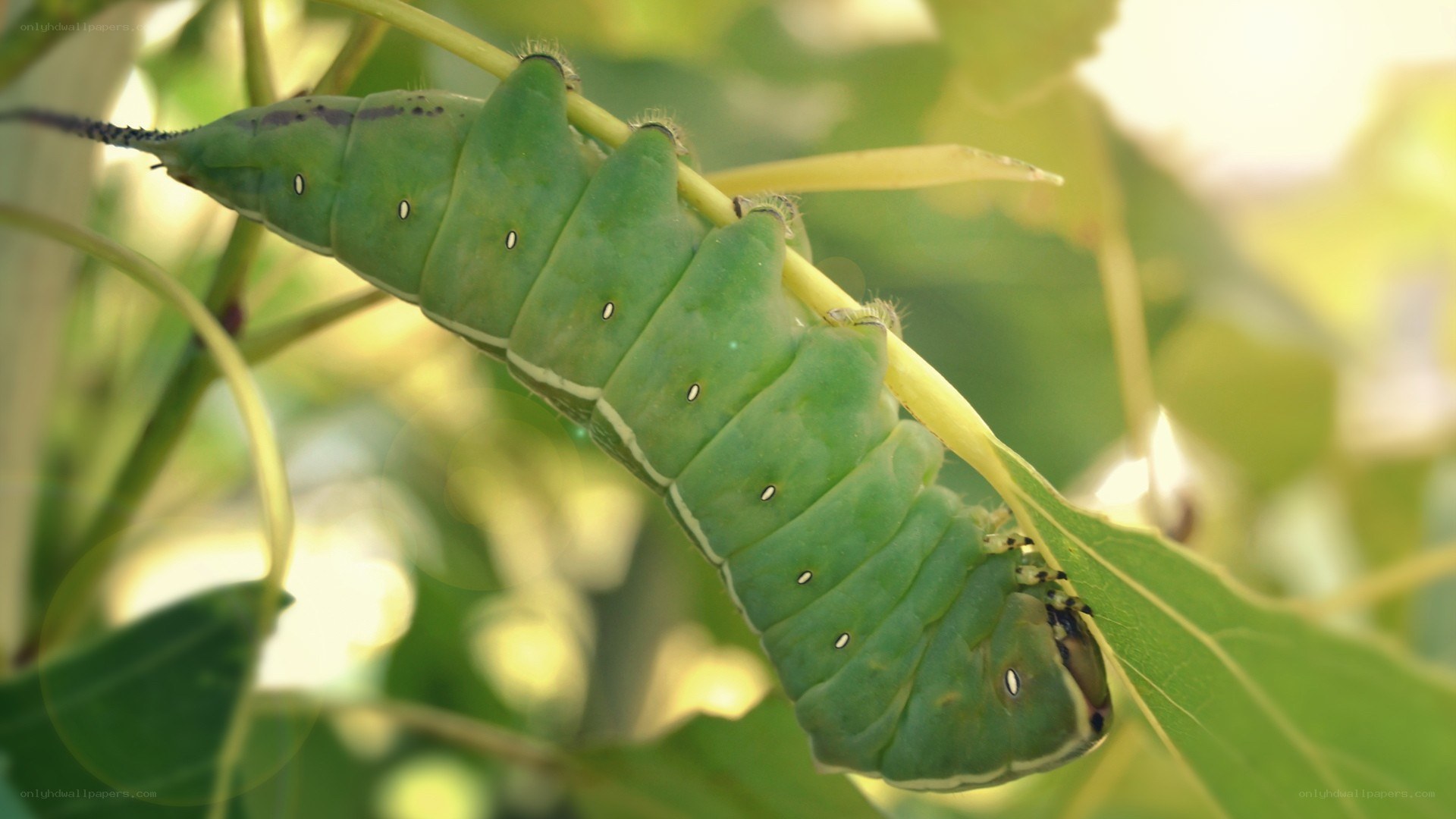 green caterpillar on leaf