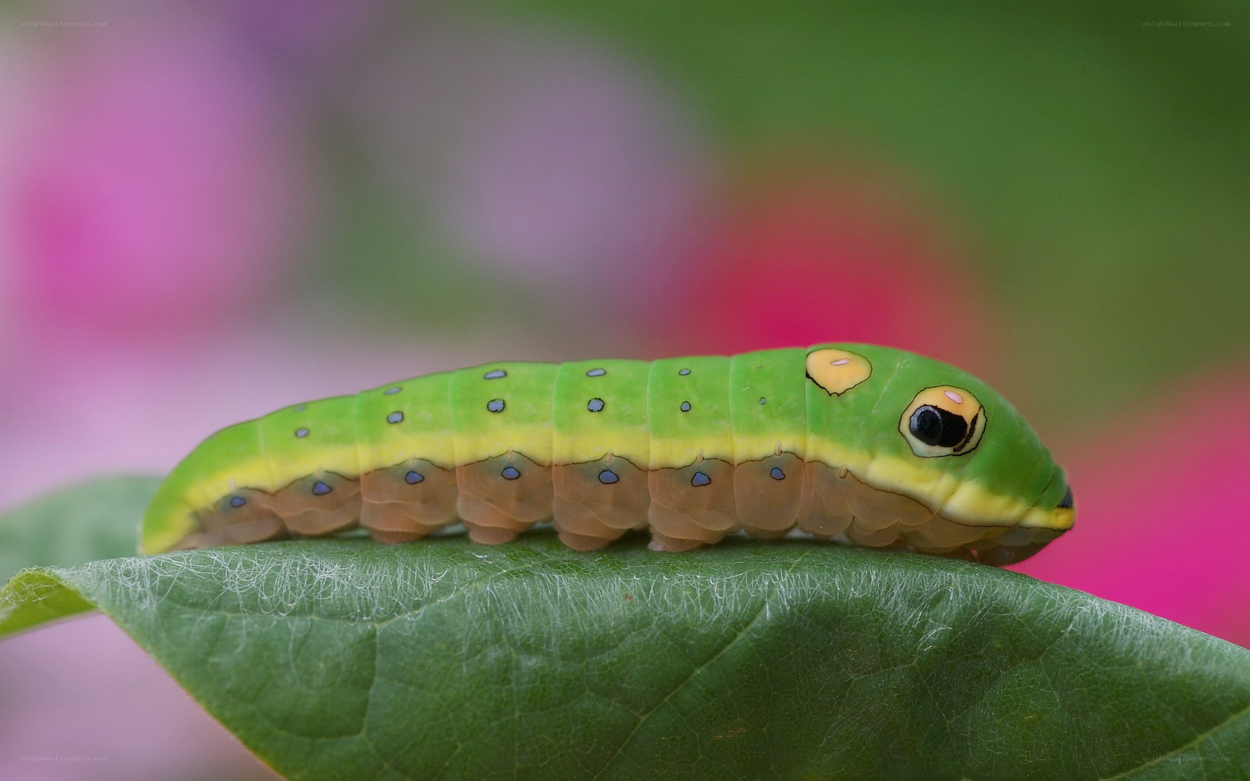 green caterpillar on leaf