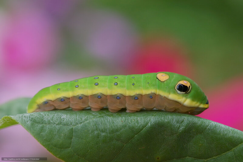 green caterpillar on leaf
