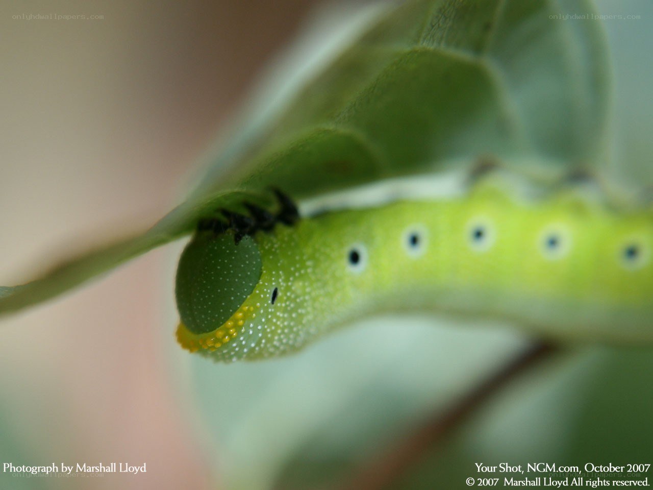 Green caterpillar on leaf