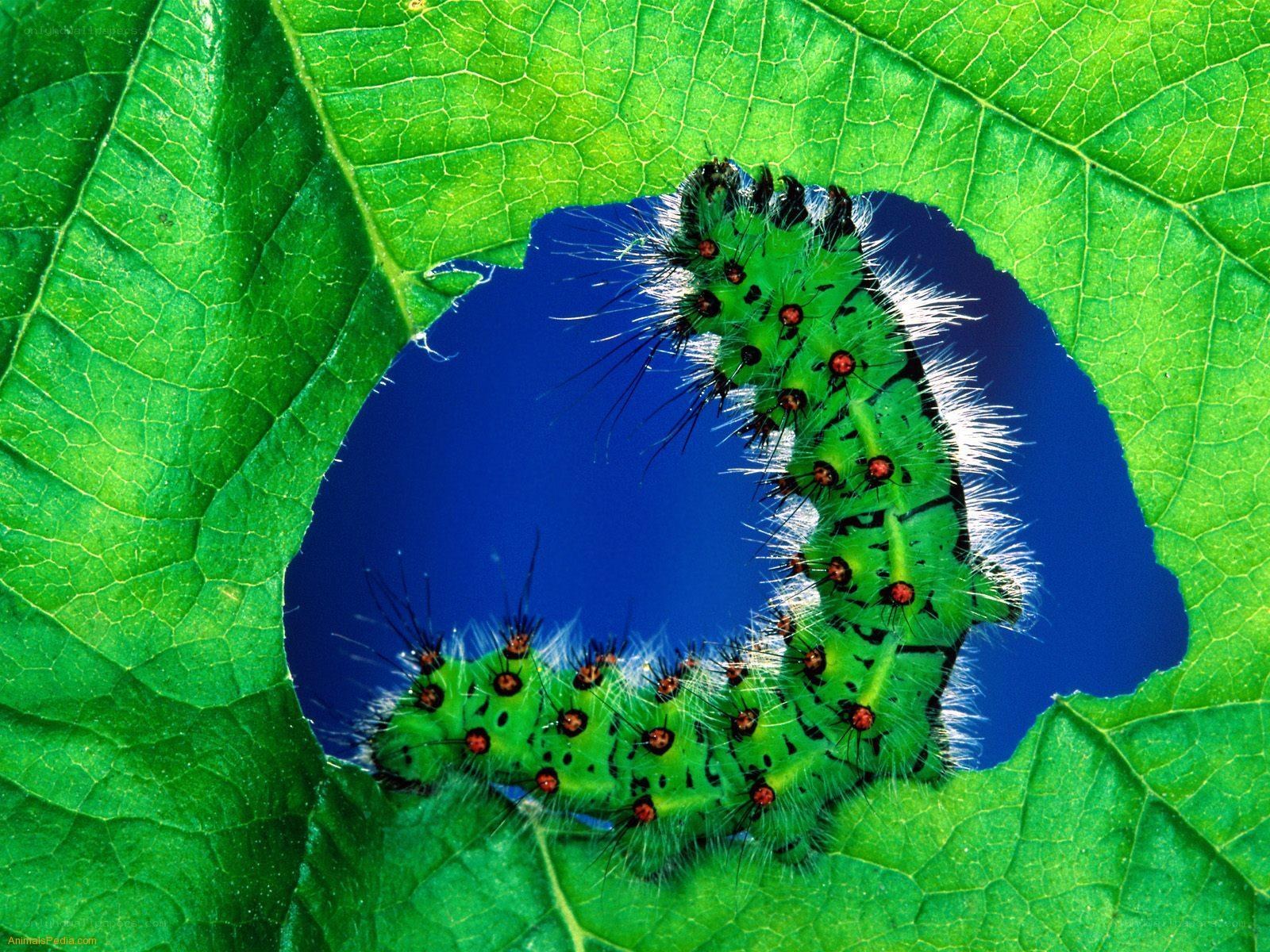 green caterpillar on leaf
